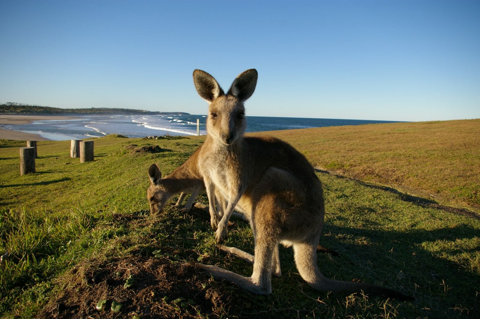 Yuraygir Coastal Walk kangaroo
