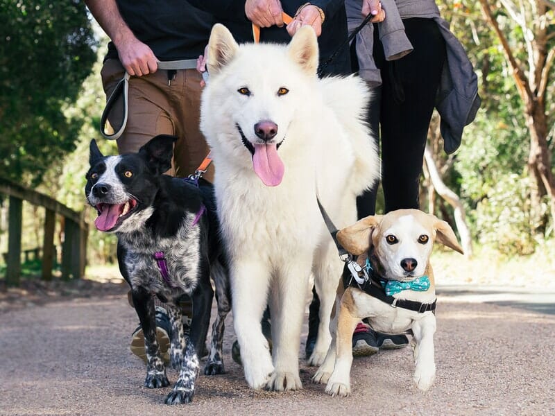 Million Paws Walk – Coffs Harbour