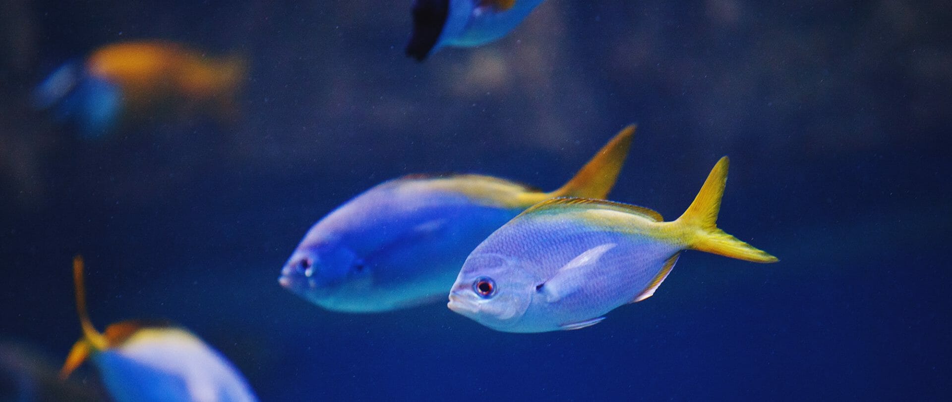 de-stress aquarium fishes