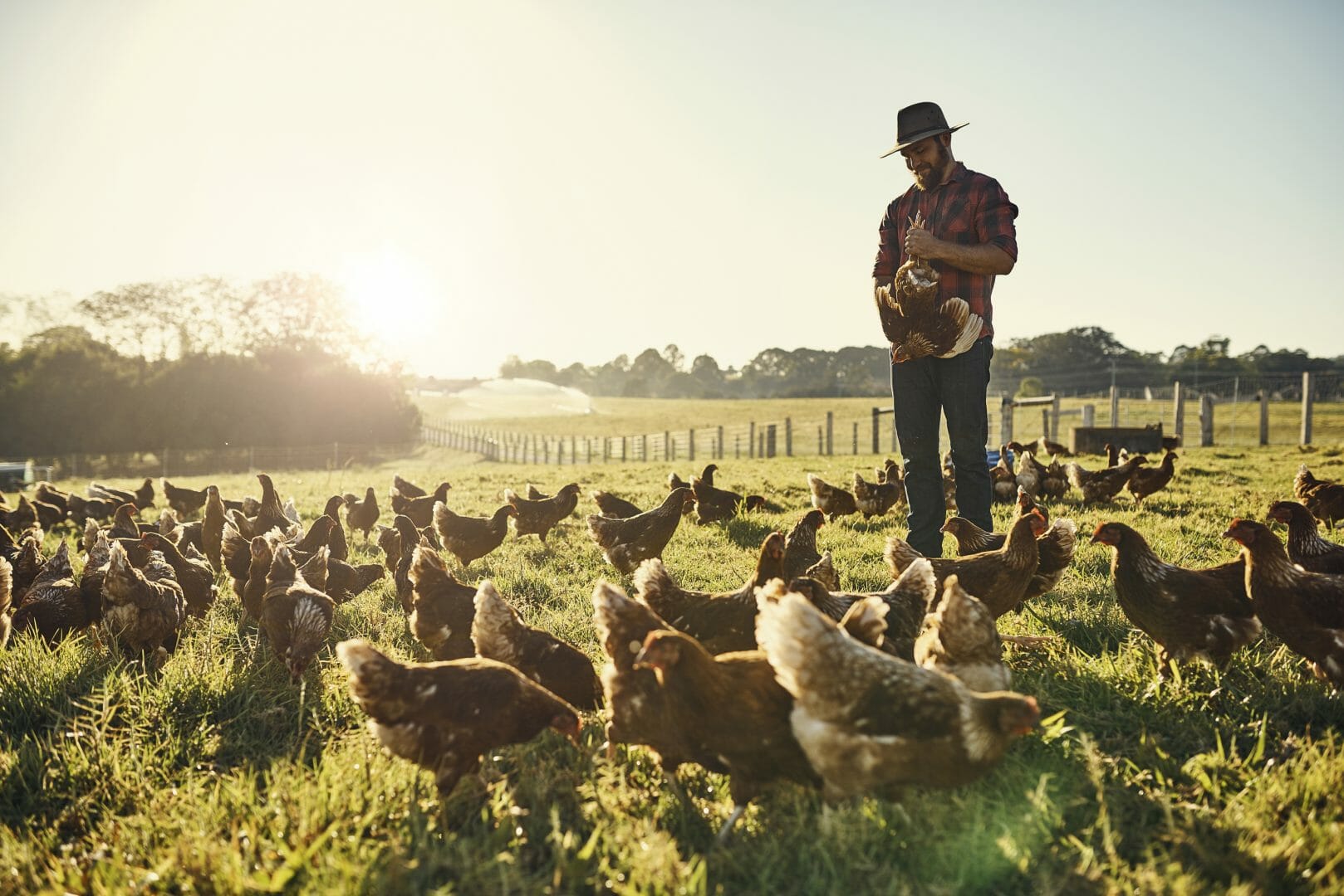 The Farm Byron Bay chickens