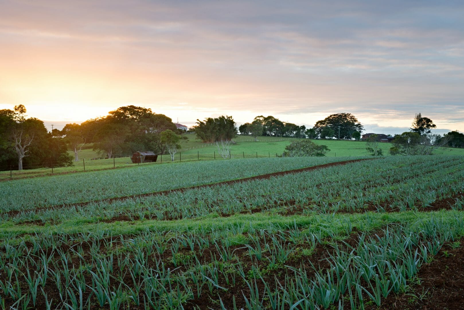 The Farm Byron Bay field