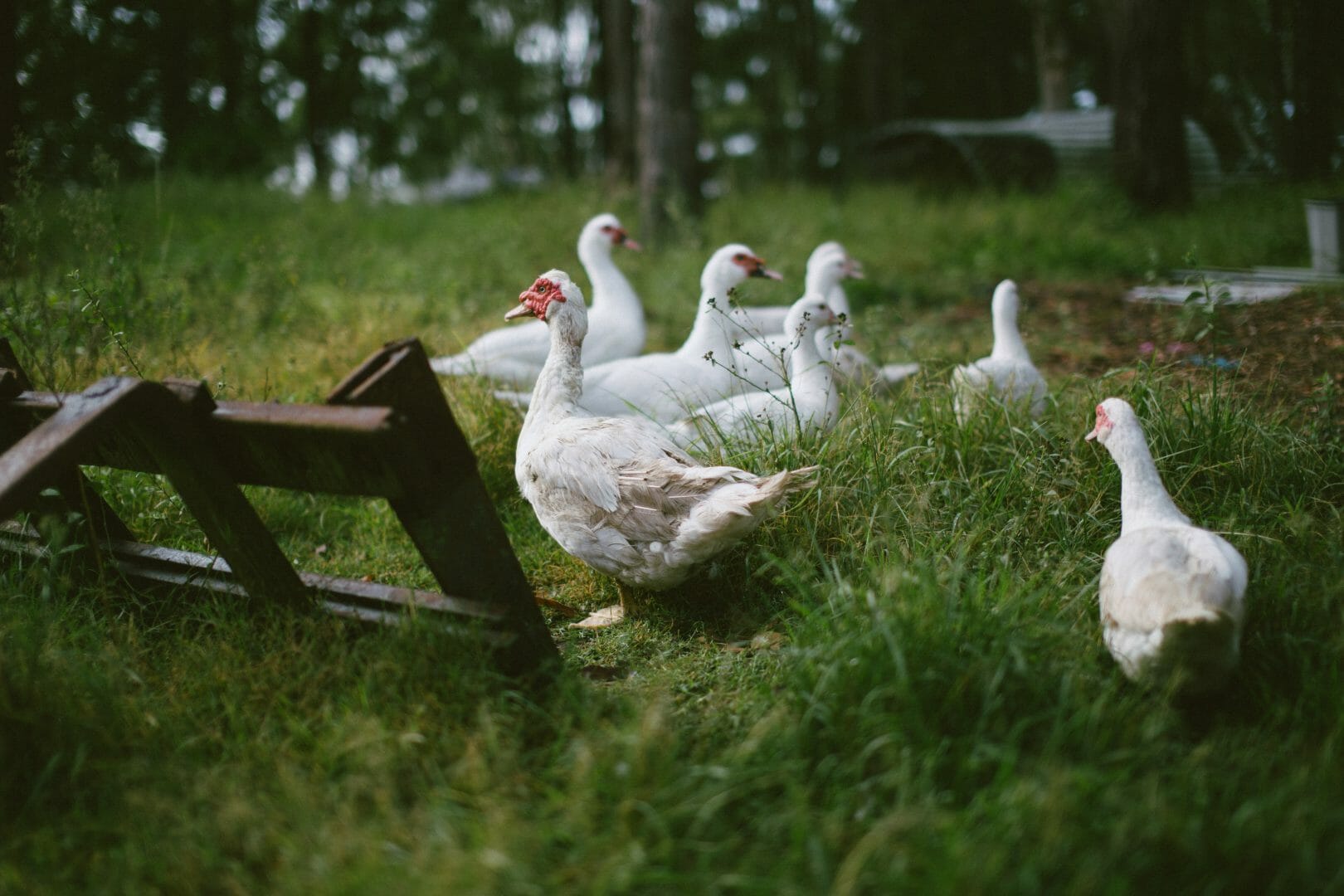 Burrawong Gaian Farm Ducks