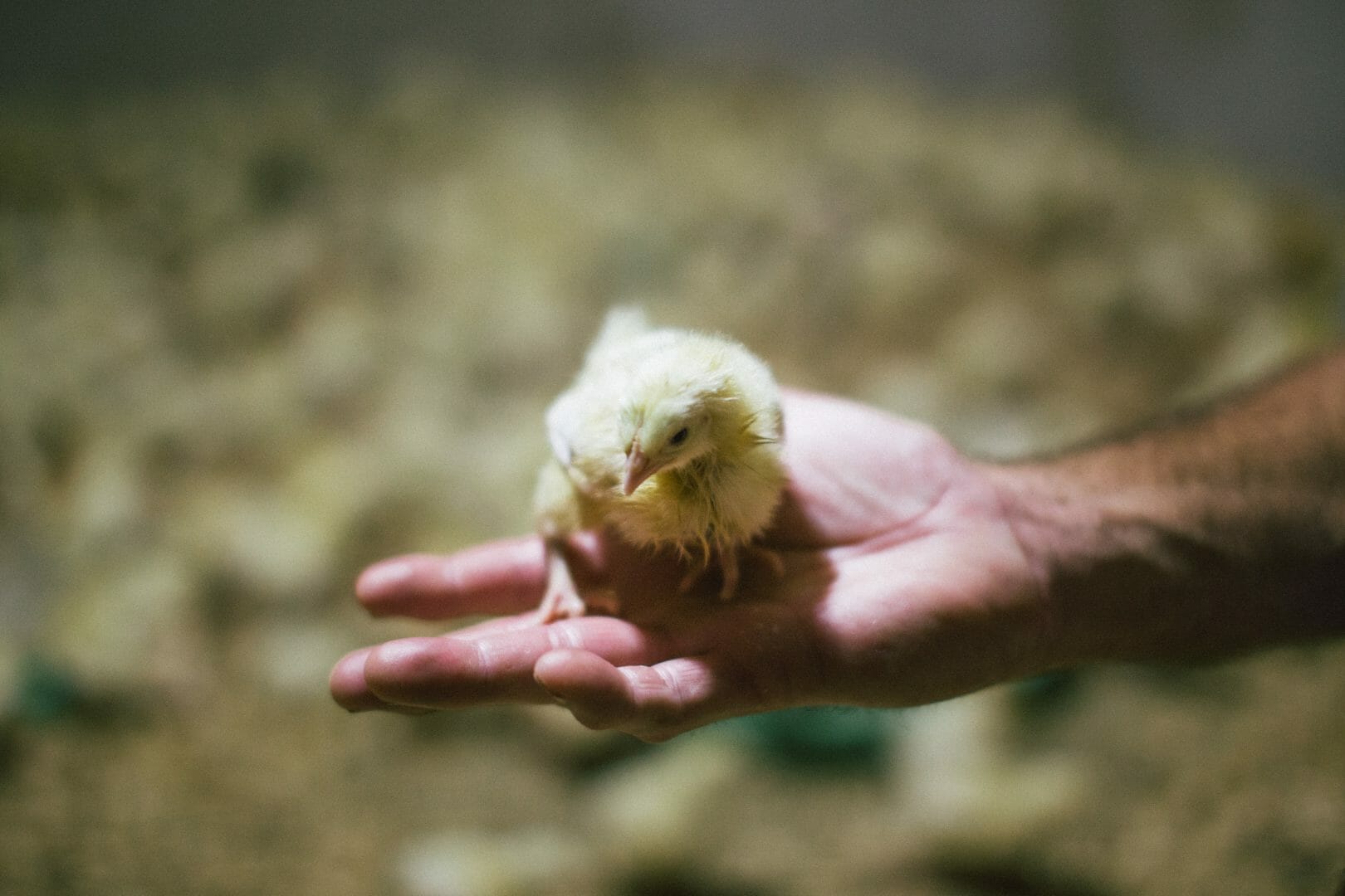 Burrawong Gaian Farm duckling