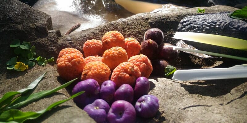 Weekend of Foraging