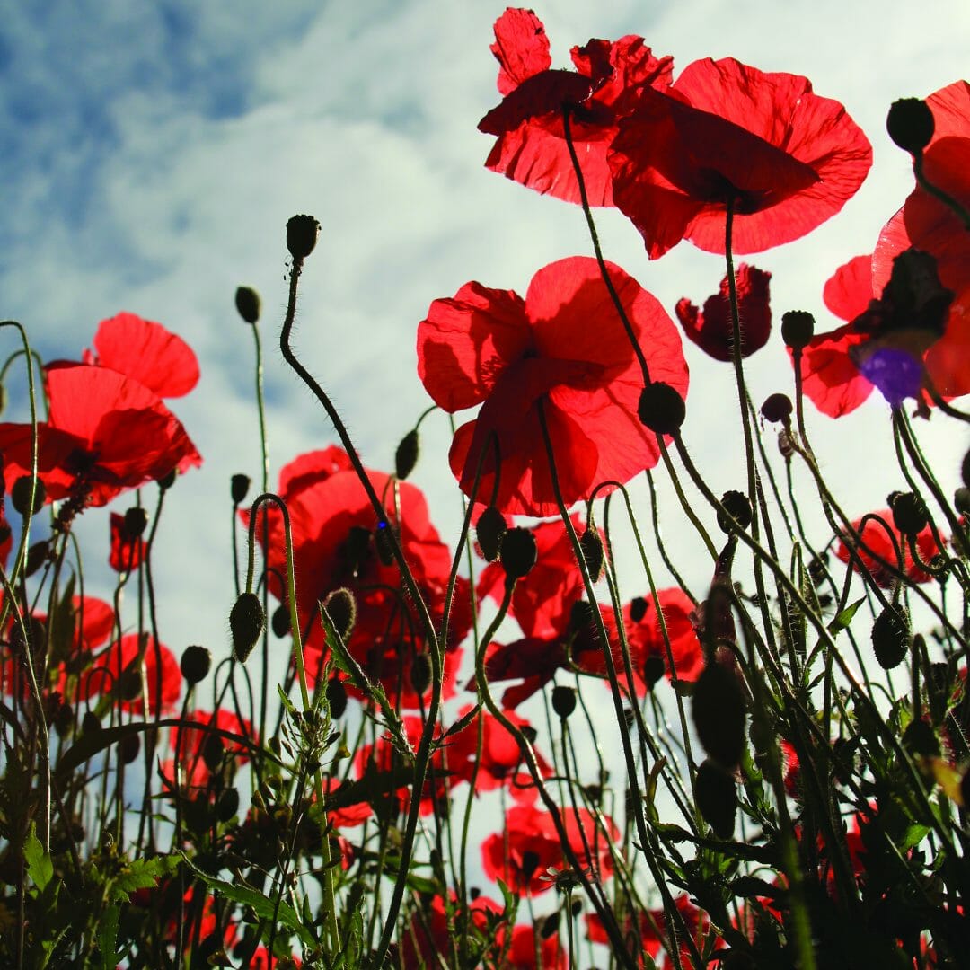 ANZAC Day Byron Bay Shire