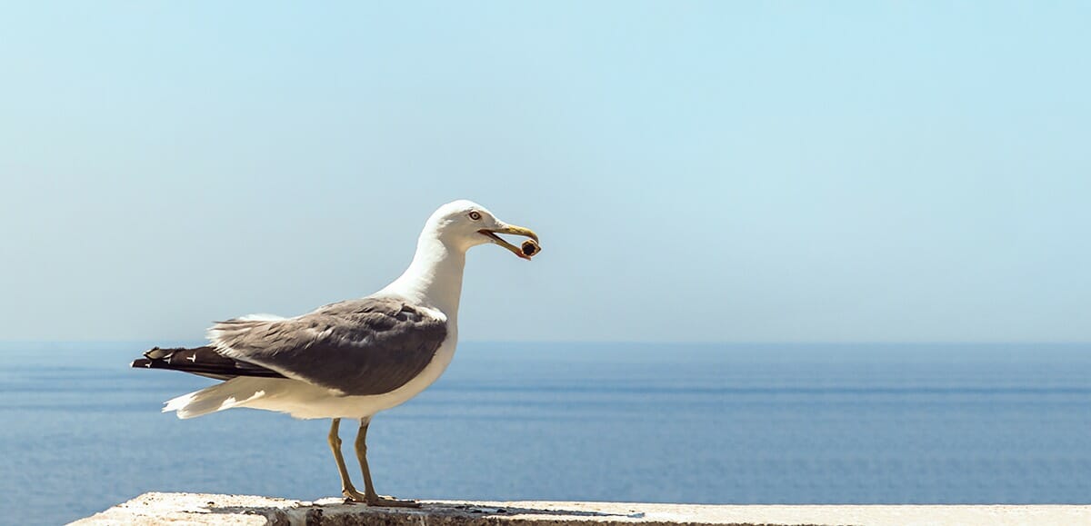 Hold on to Your Butt Coffs Coast Surfrider Foundation seagull