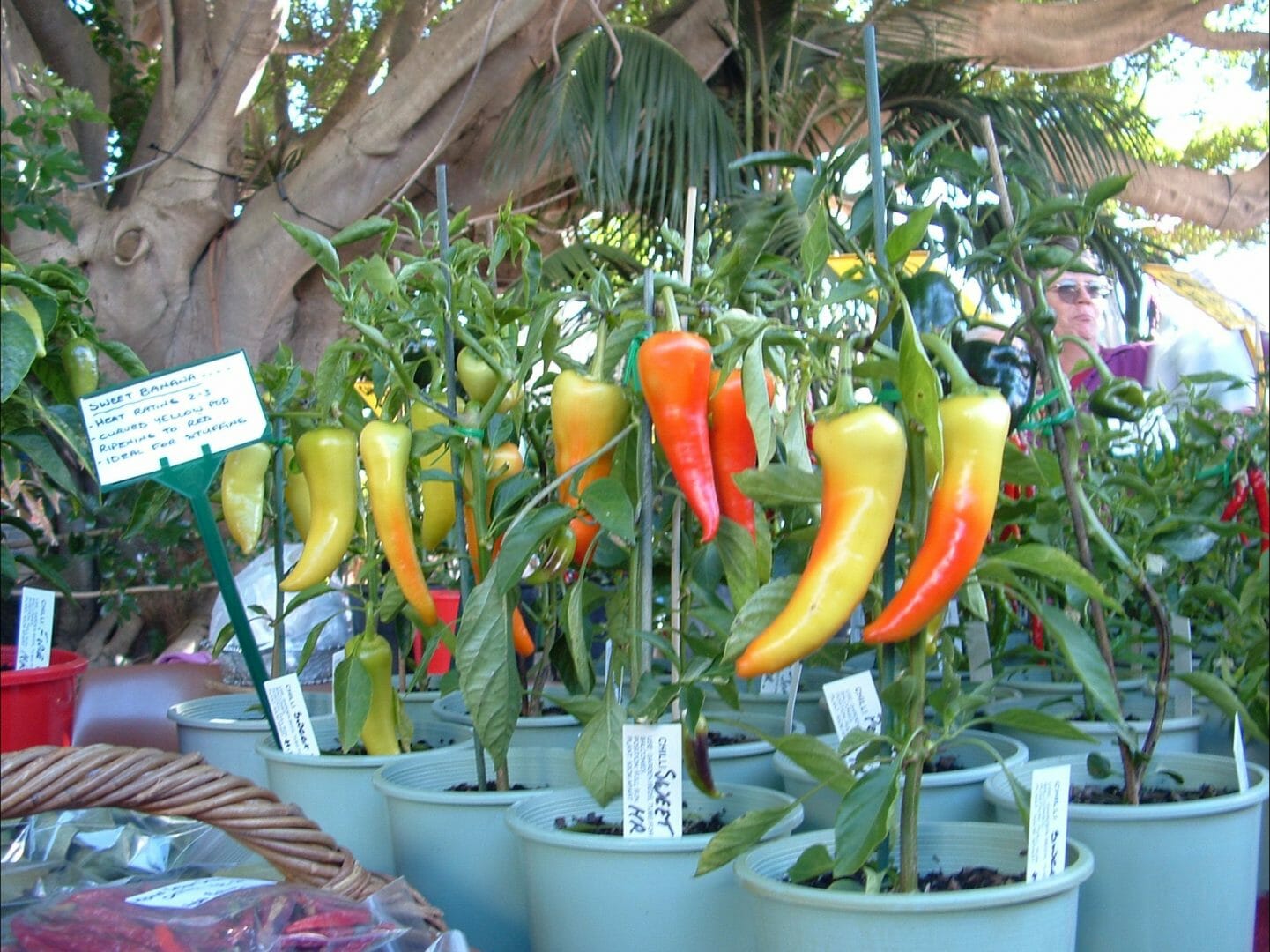 Sawtell Chilli Festival