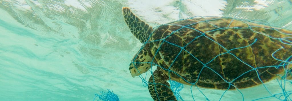 turtle in a plastic net