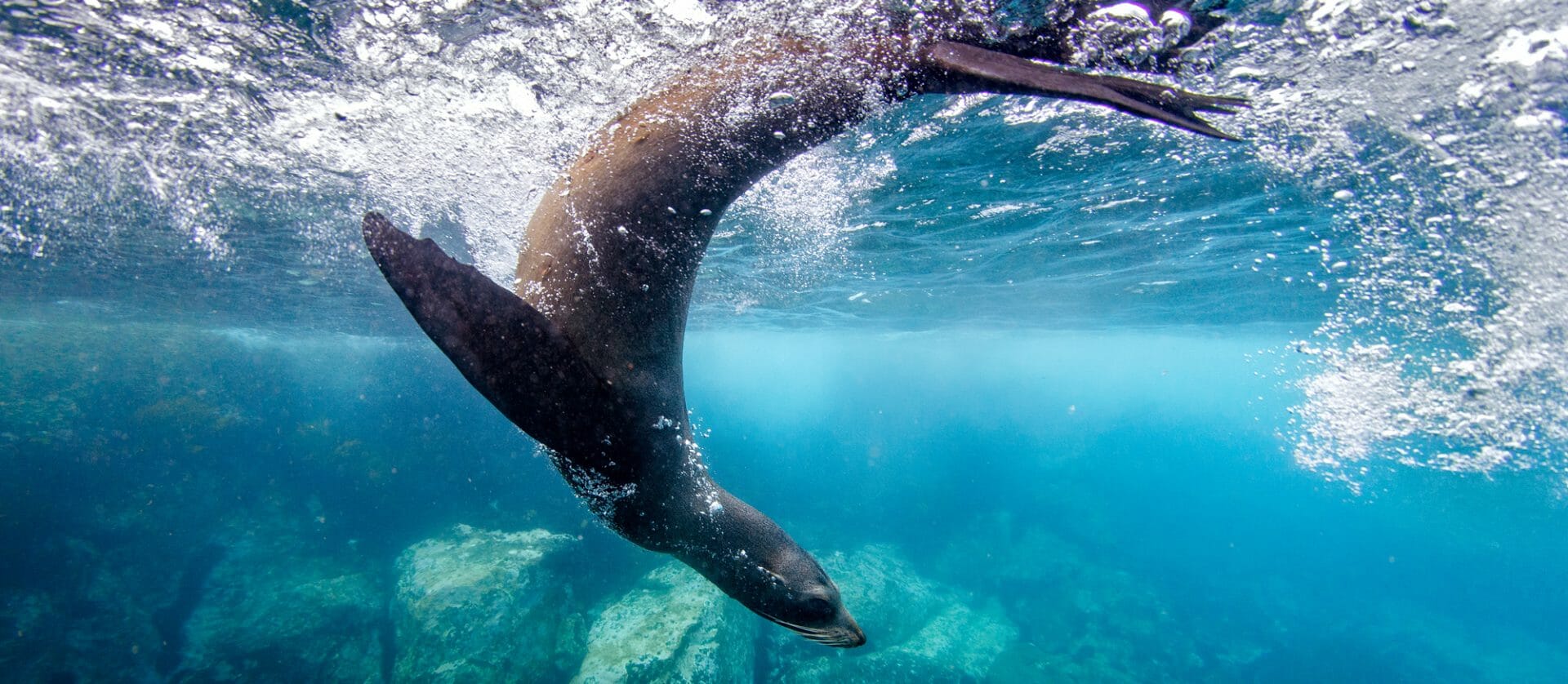 Fur Seals take a shine to the Mid North Coast