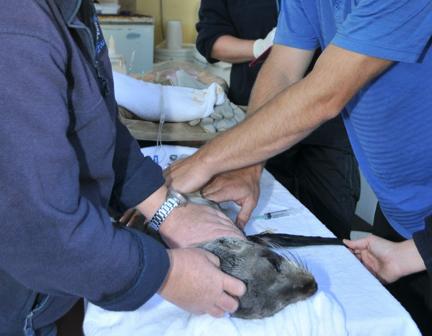 Seal treated by Vet