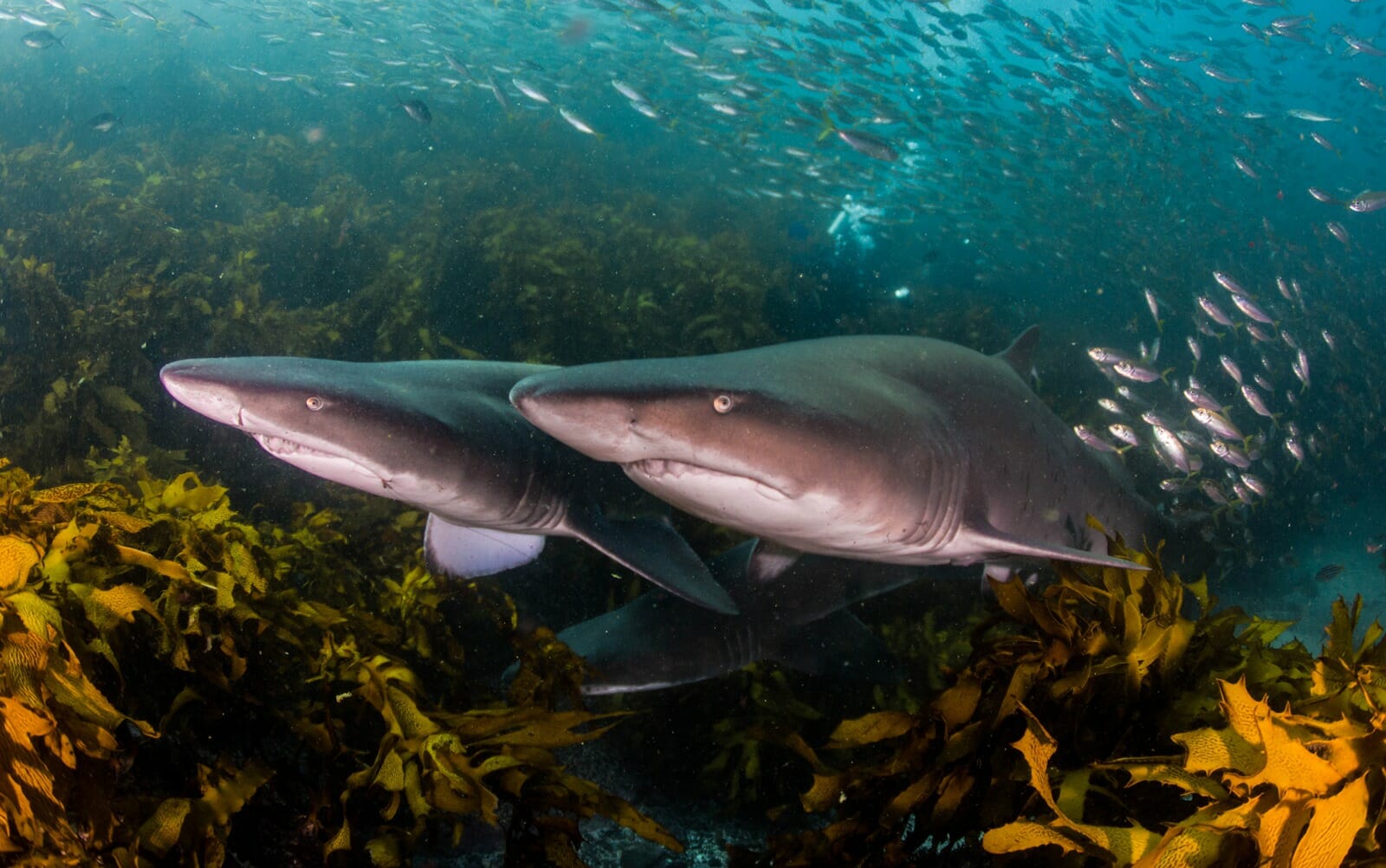 Grey Nurse Shark