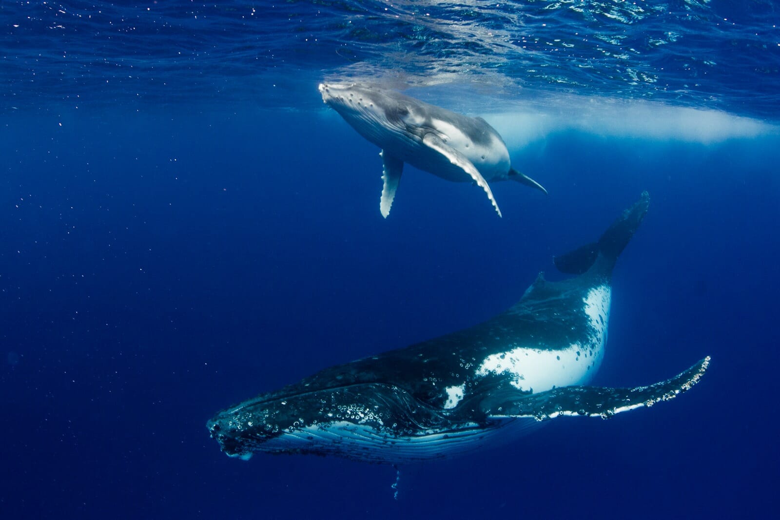 Photo Gallery of MAGNIFICENT Humpback Whales
