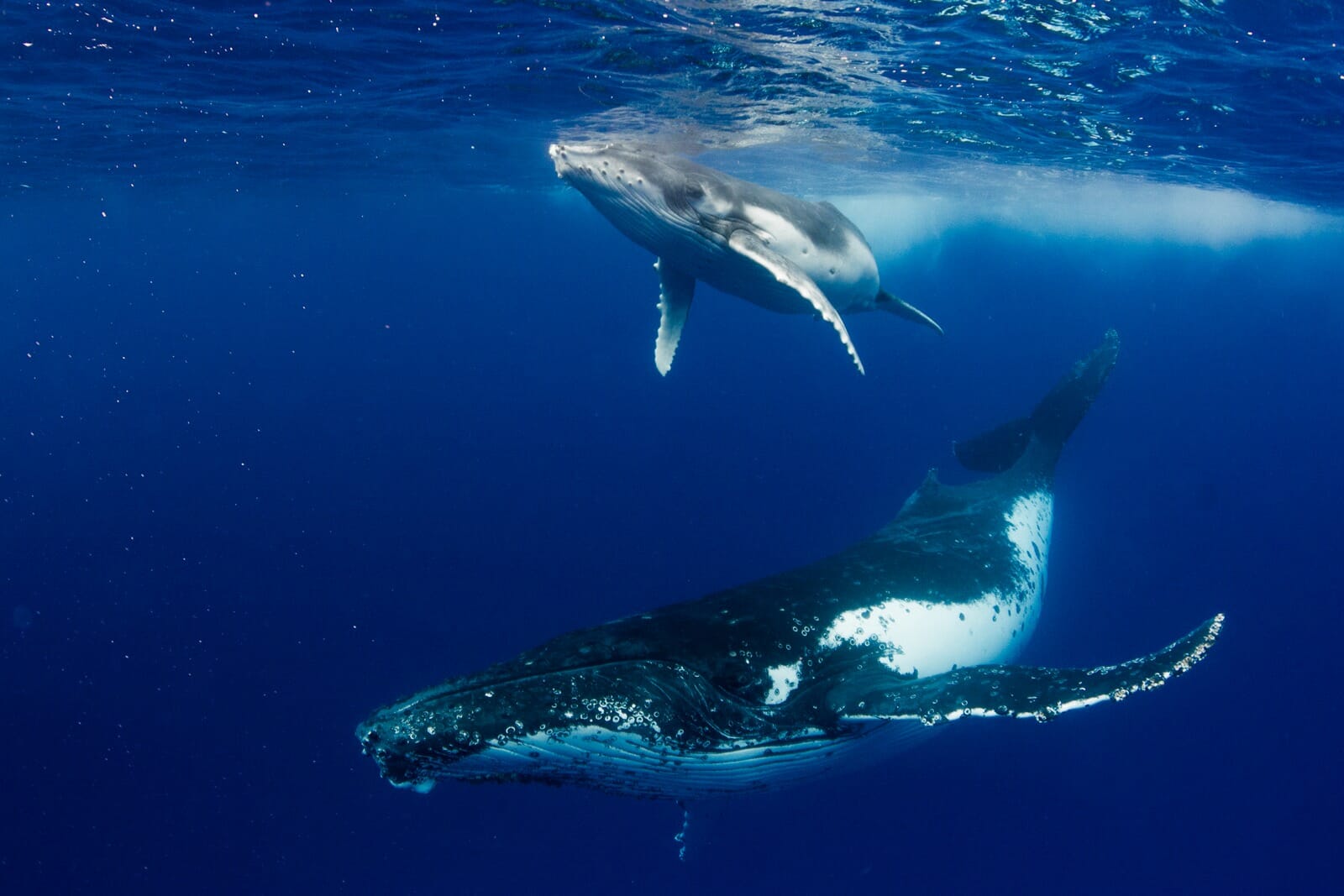 Tongan Humpback Whale