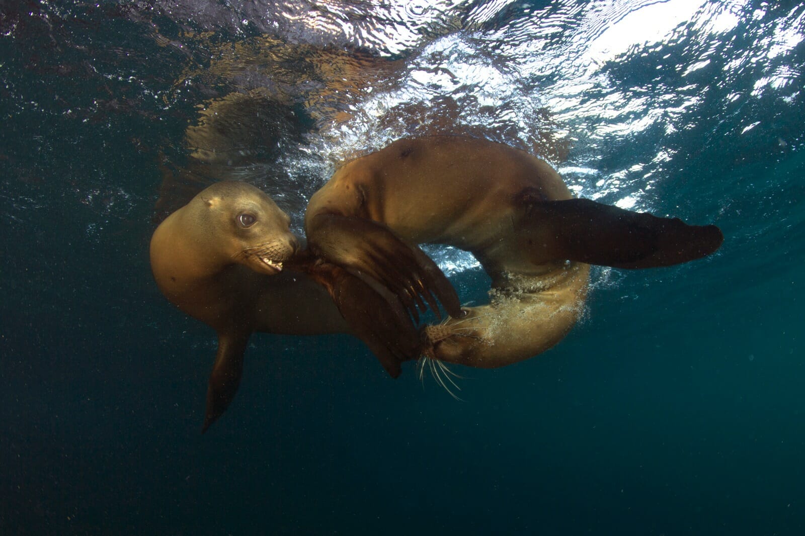 Sea Lions