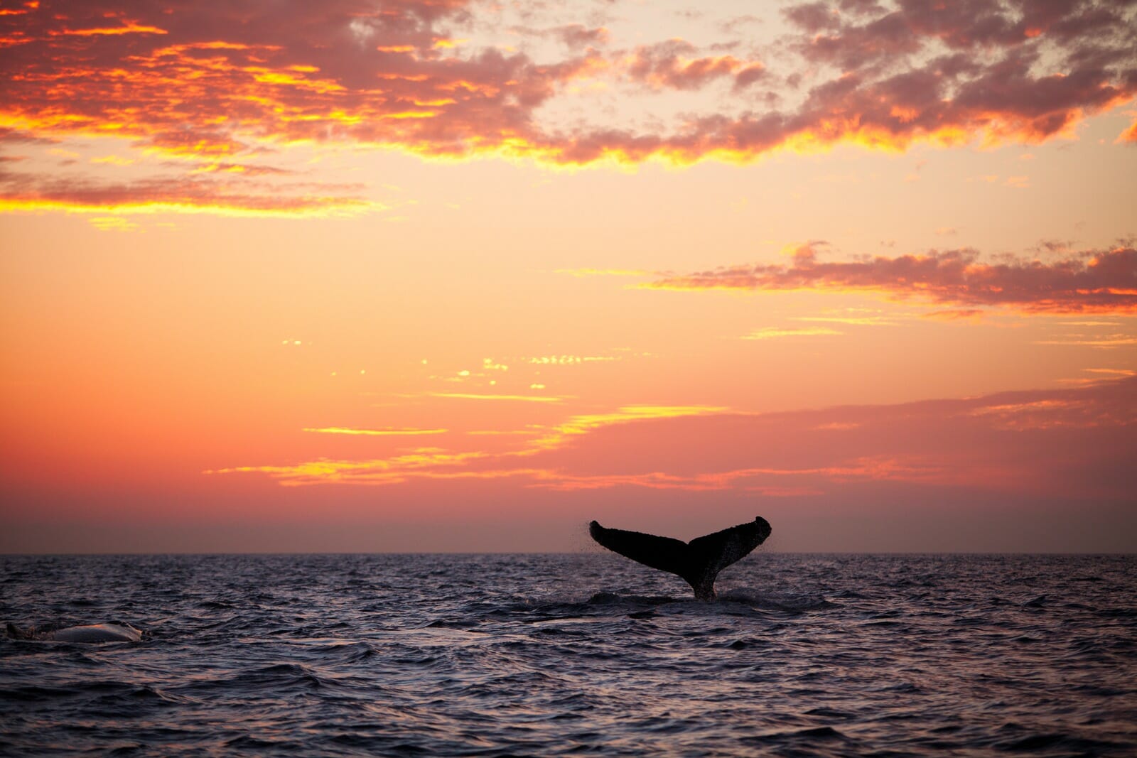 whale watching Yamba
