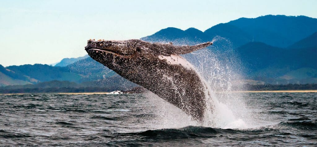 Humpback Whale breaching the water