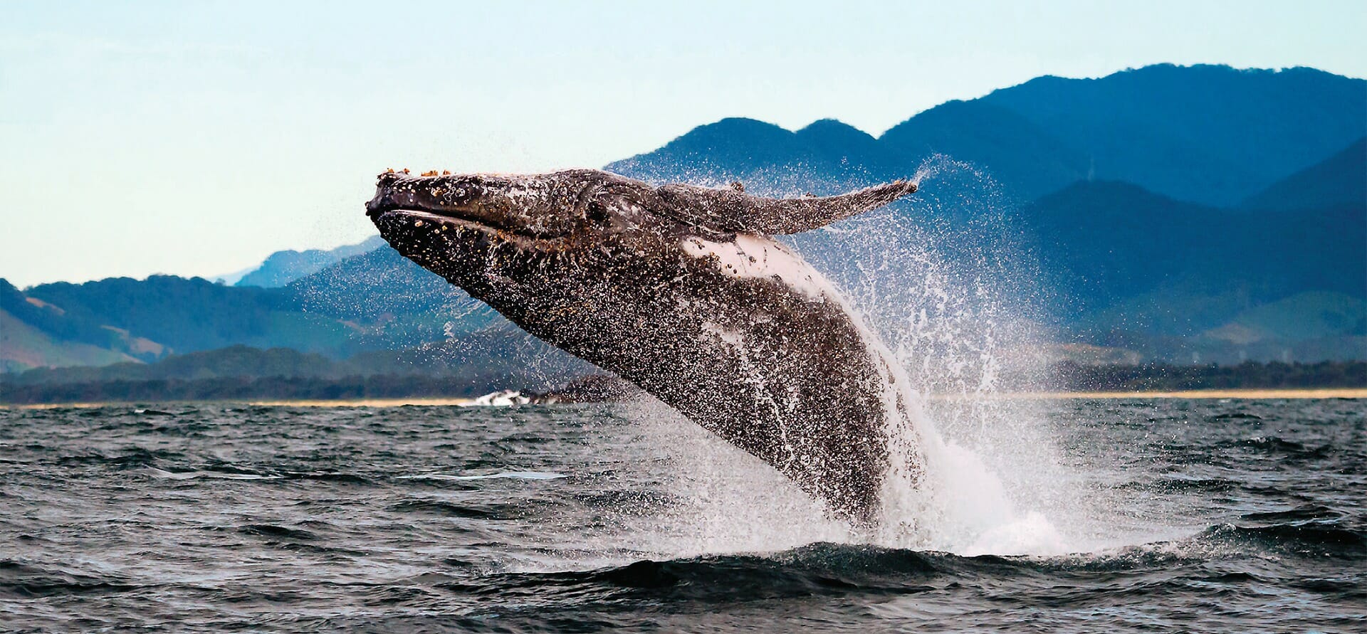 Whalewatching experiences on the Coffs Coast