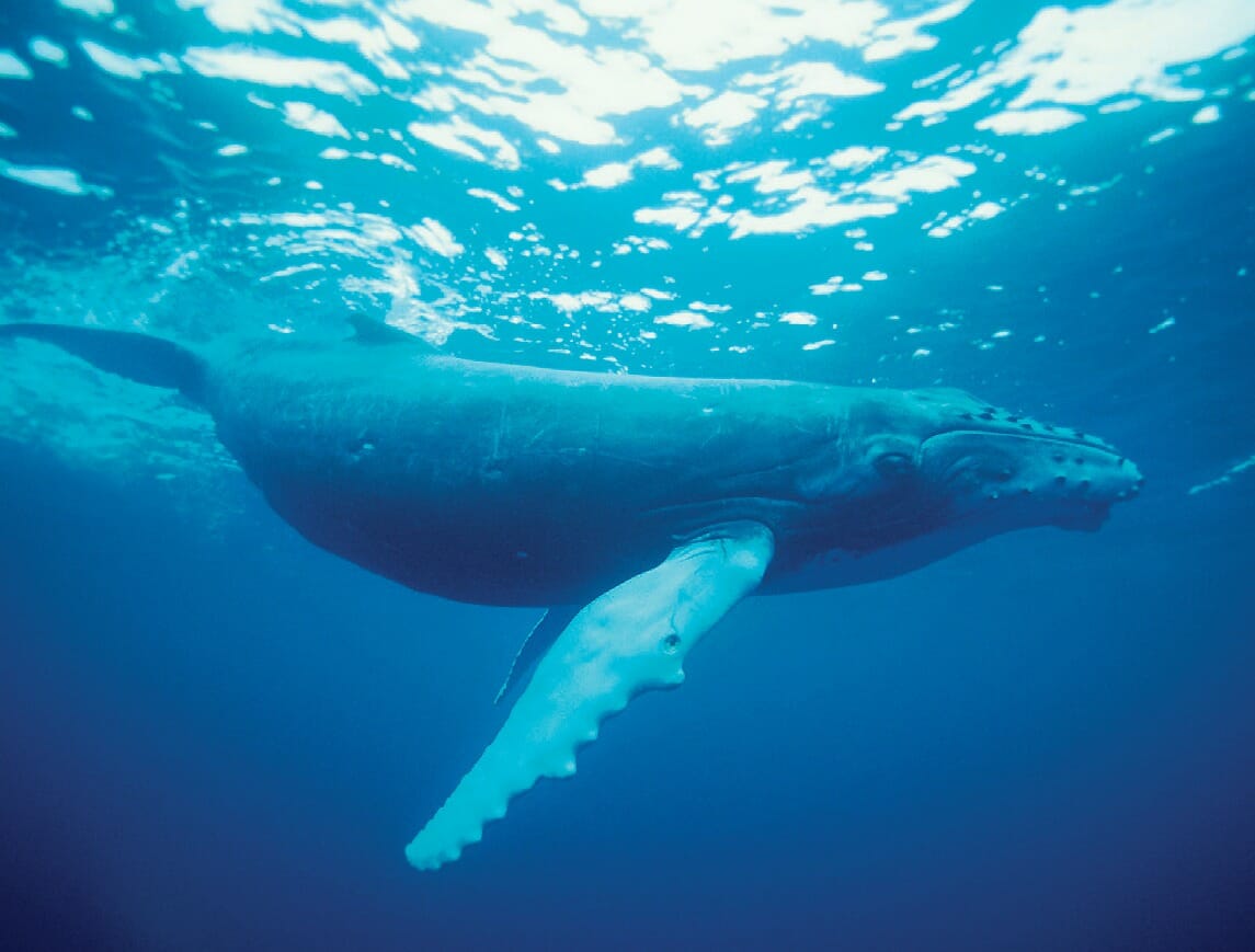 Humpback whale close shot