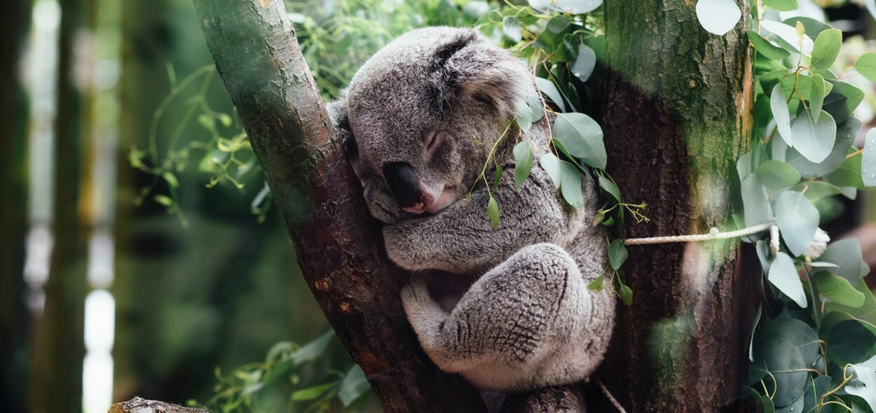 Koala Action Day