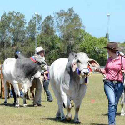 Taree Show