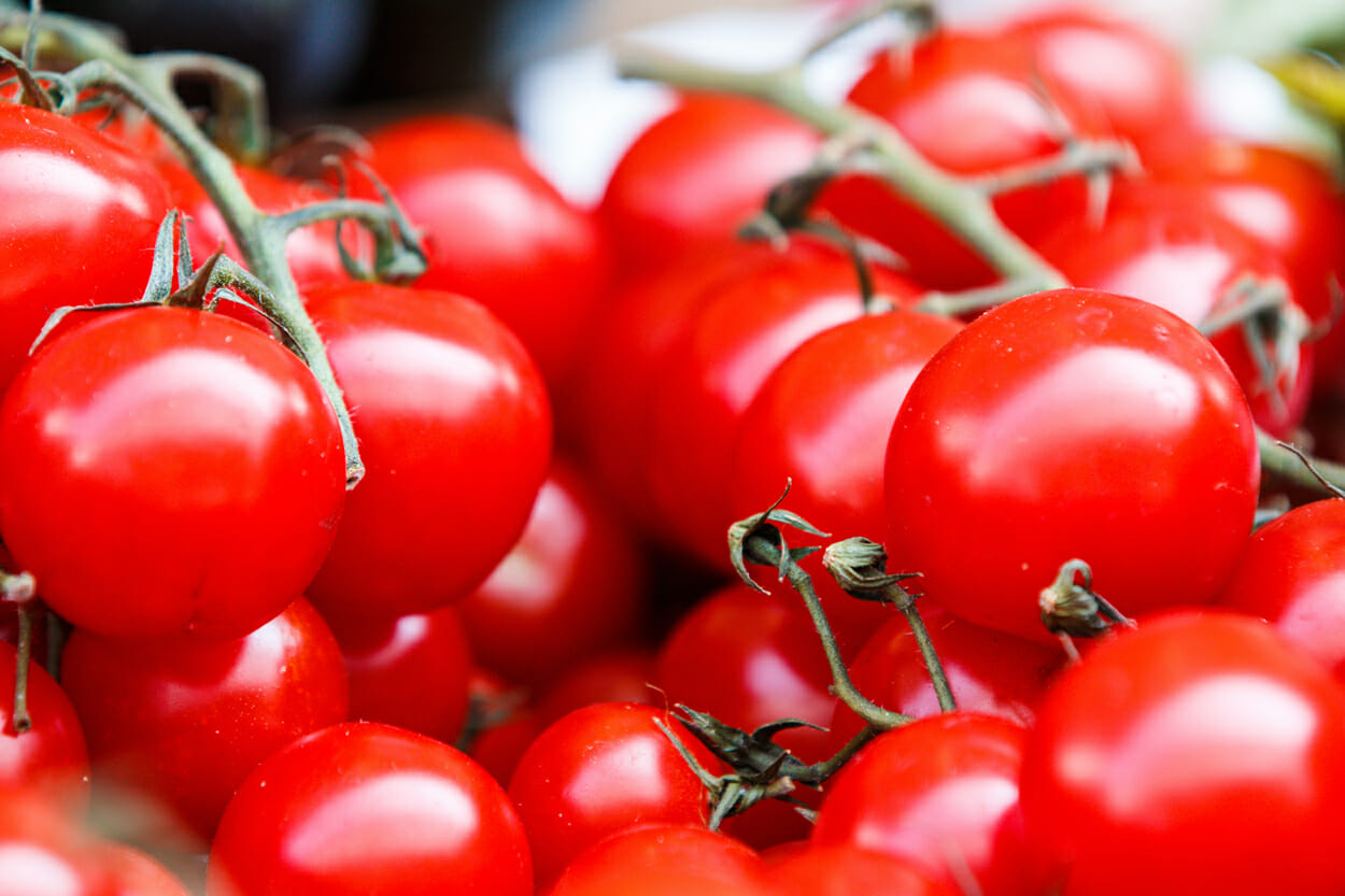 Fresh Tomatoes on a Vine