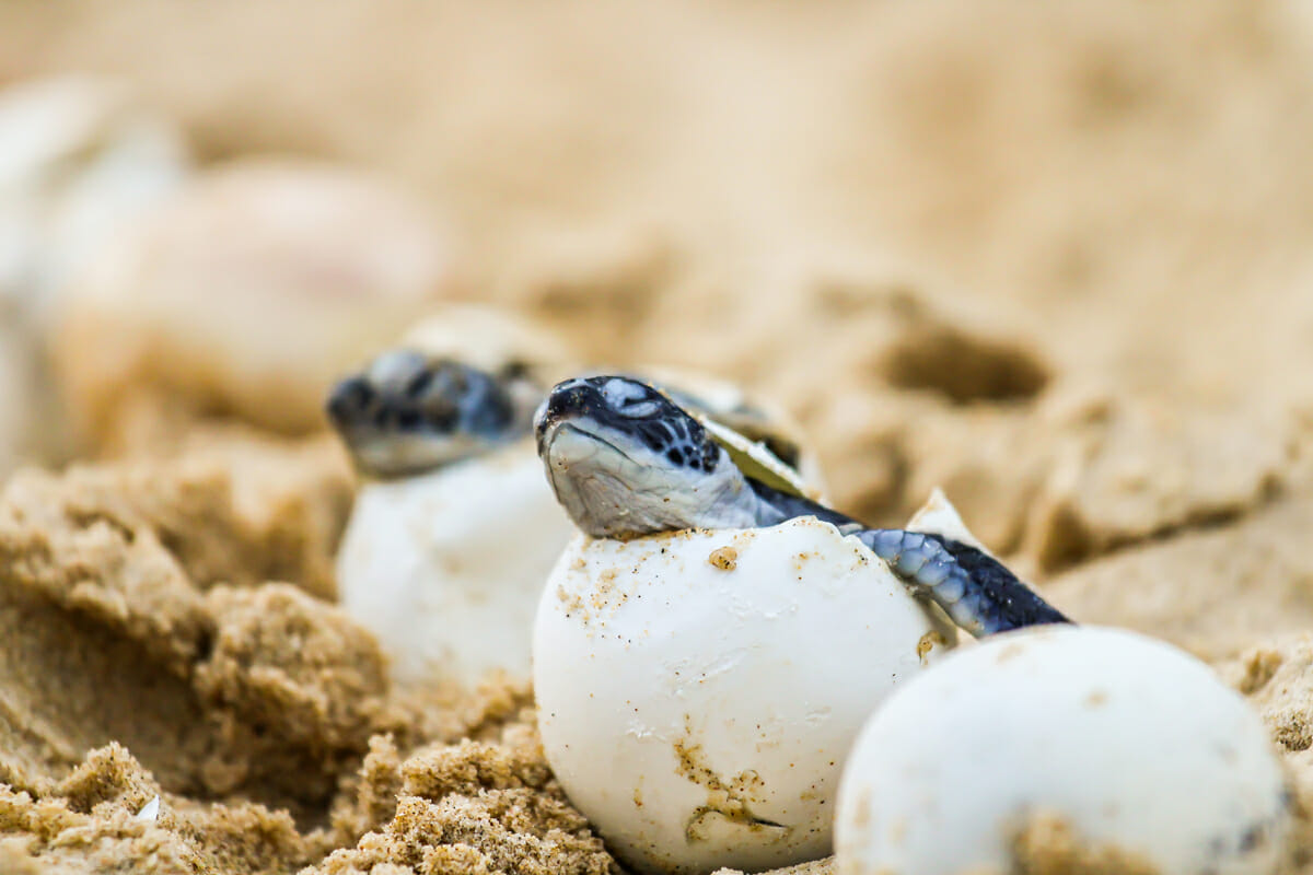 Baby turtle hatching