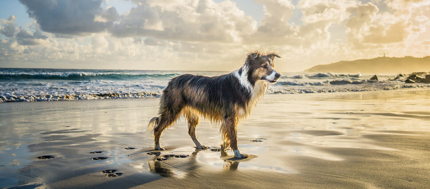 NSW’s Dog Friendly Beaches