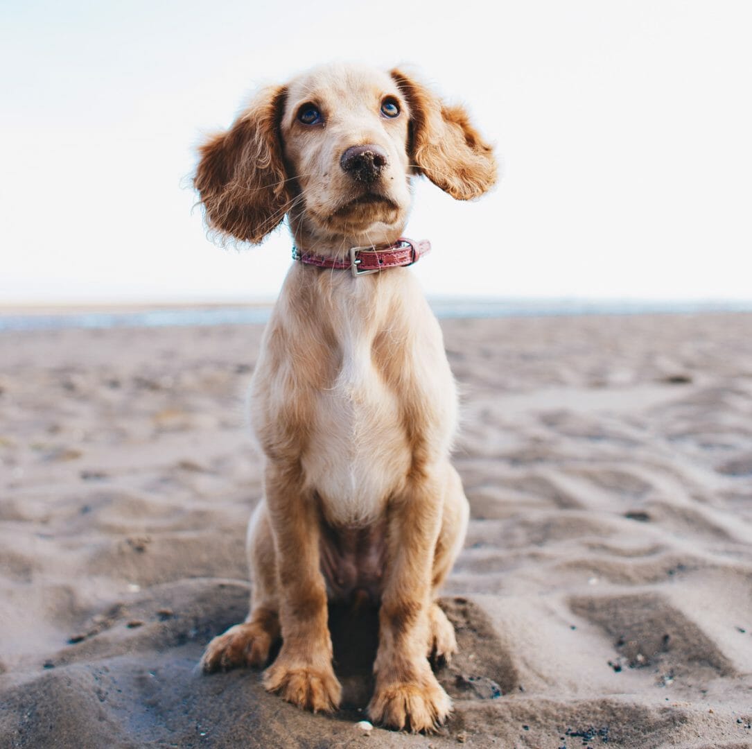 Puppy sitting on the beach