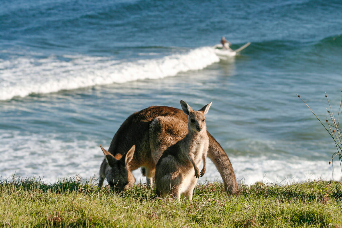 Look at me Now Headland Emerald Beach by Norm Farmer