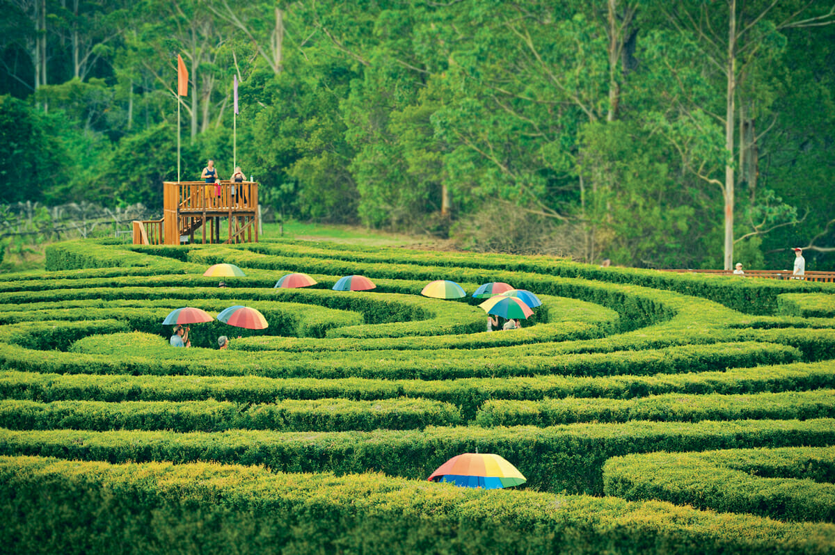 bago maze and winery