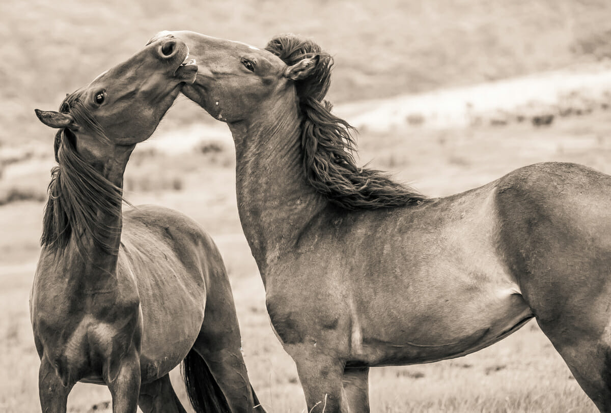 brumbies by Kris Daley Photography