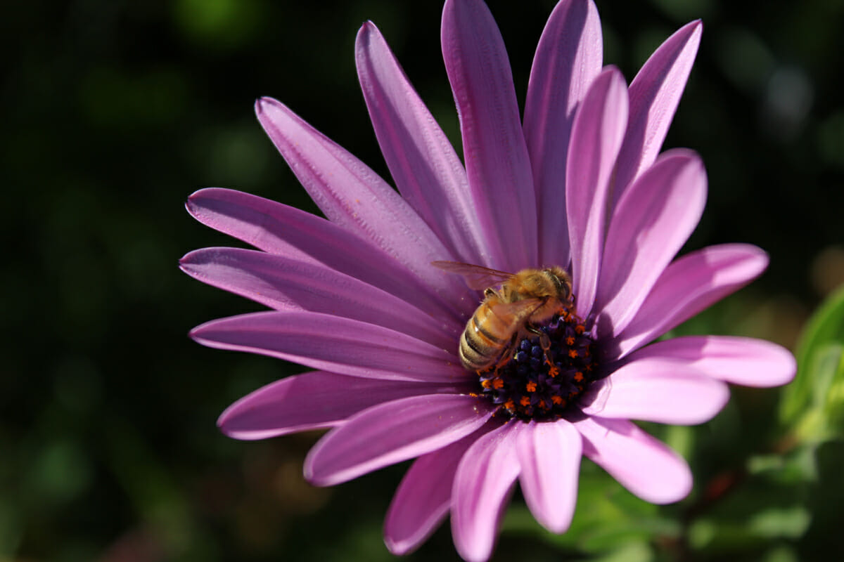 Beekeepers North Coast