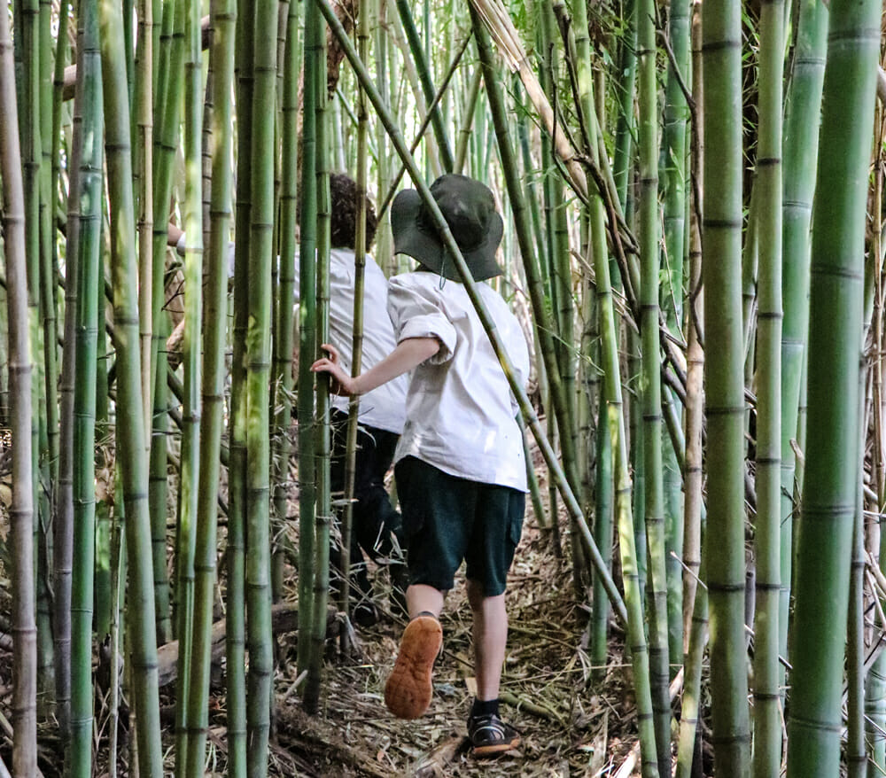kids in the bamboo forest