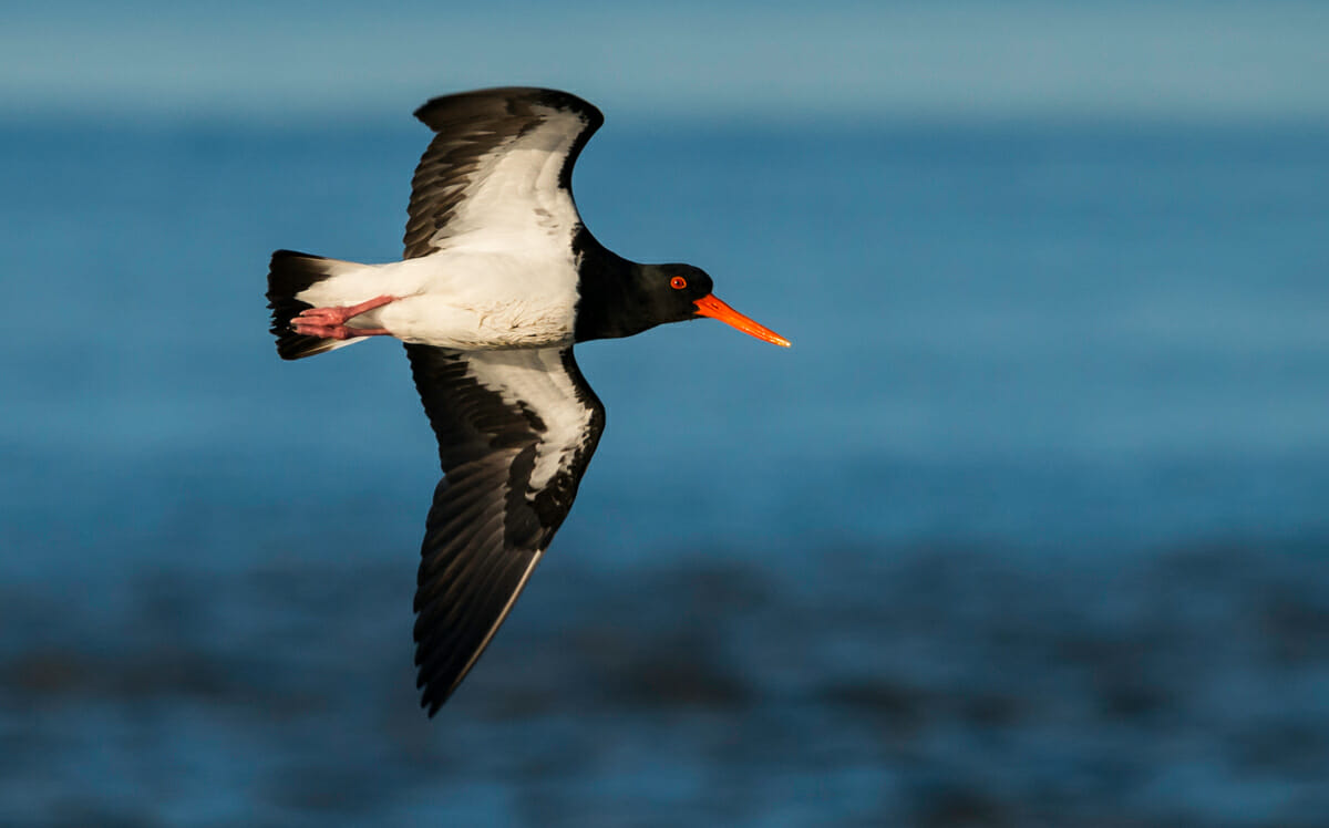 pied oyster catcher