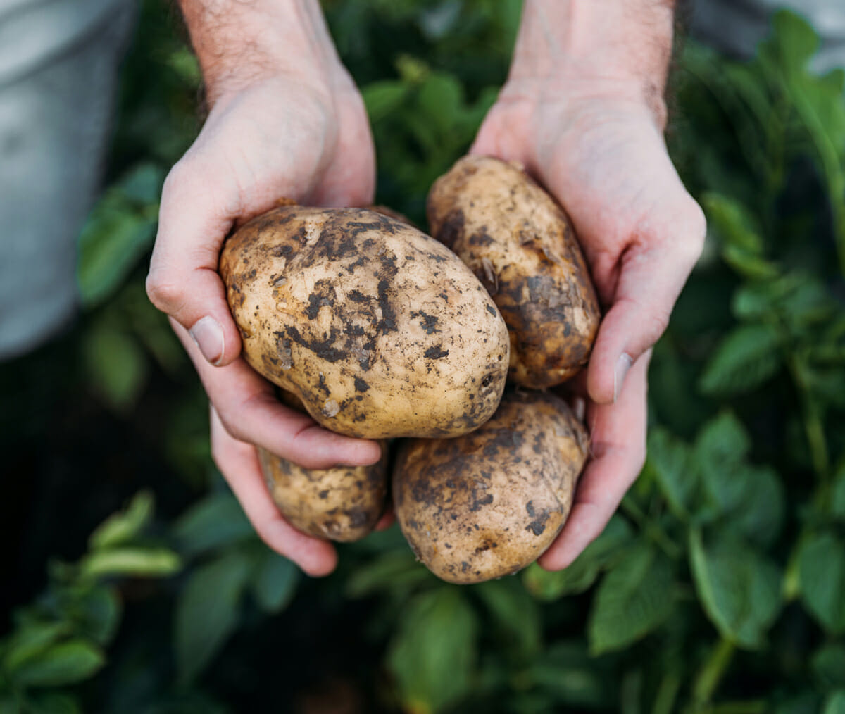 potatoes