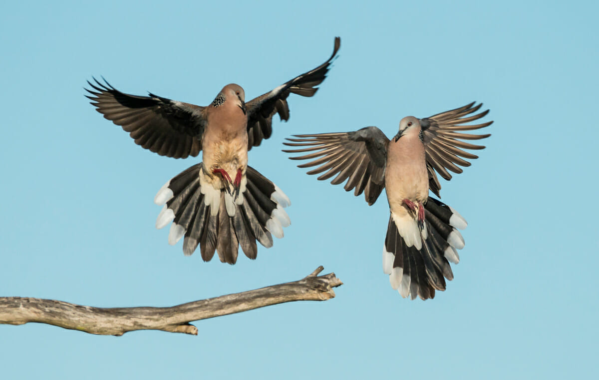 spotted turtle doves