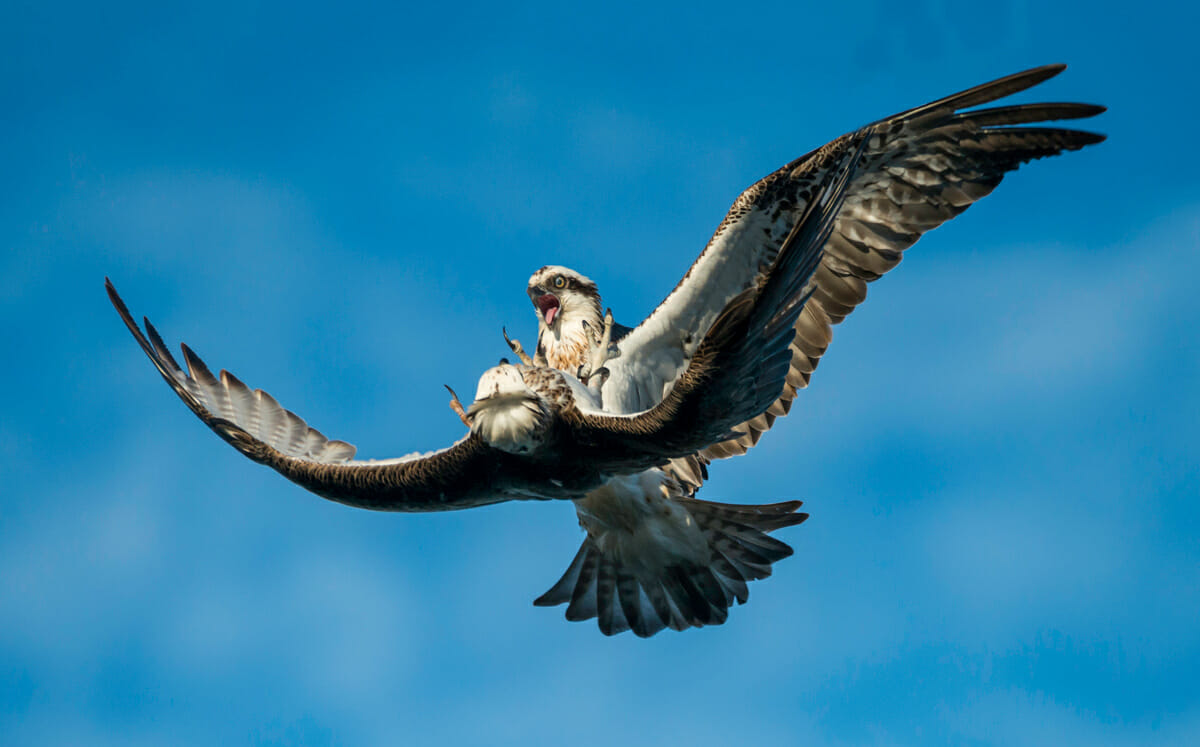 two osprey