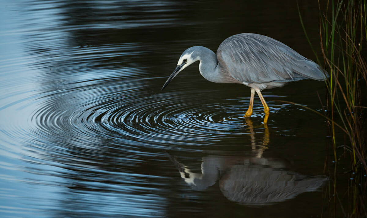 white faced heron