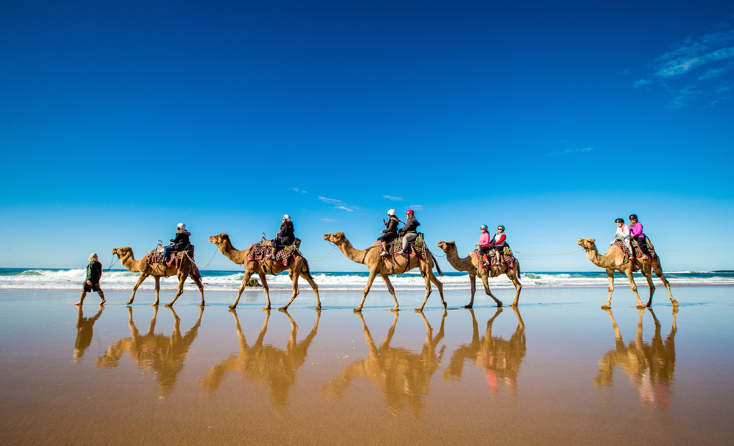 Camles on Lighthouse Beach Port Macquarie