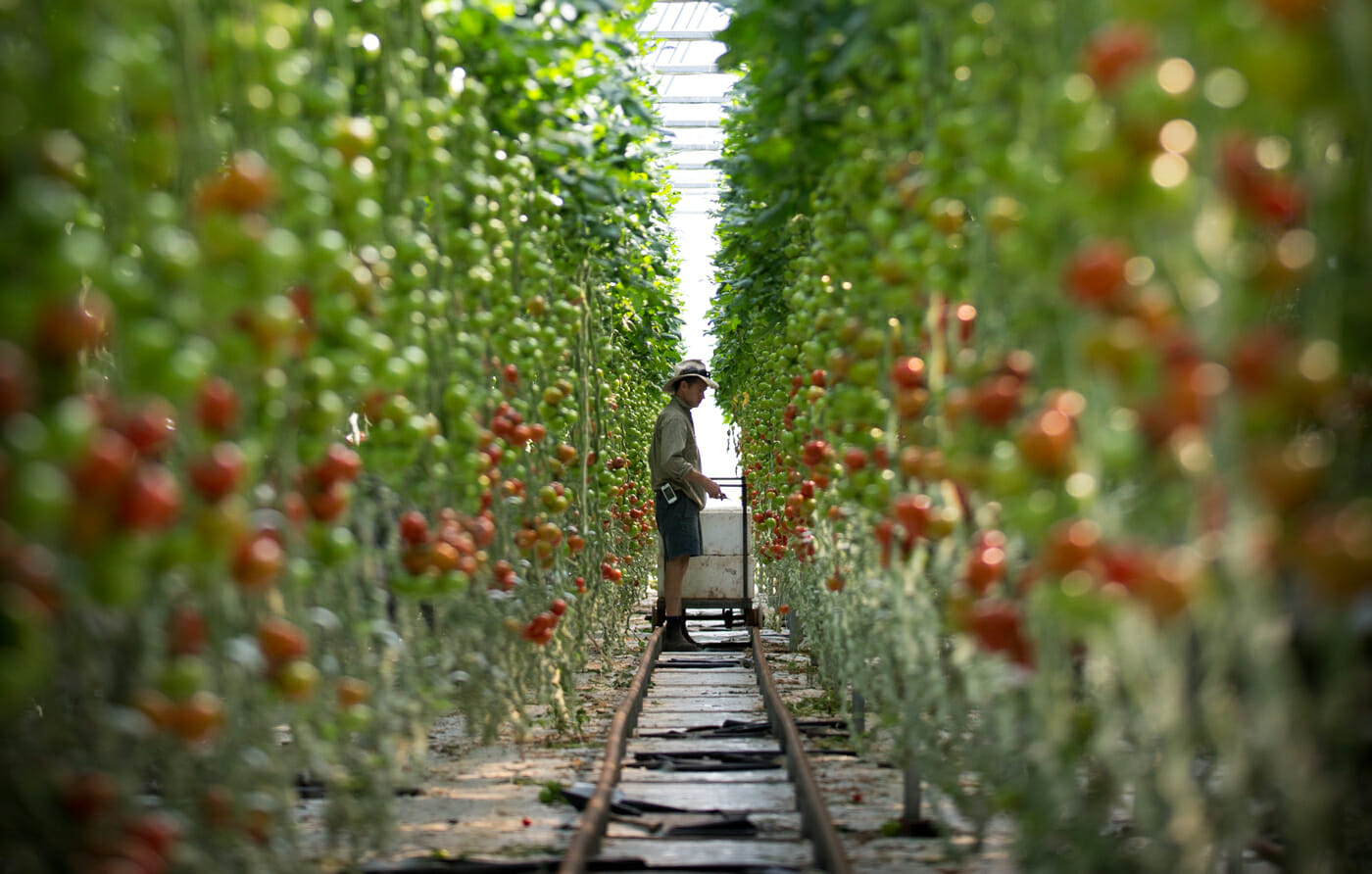 ricarodes tomatoes Lindsay Moller