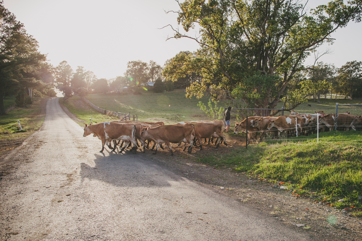 Cows crossing the road