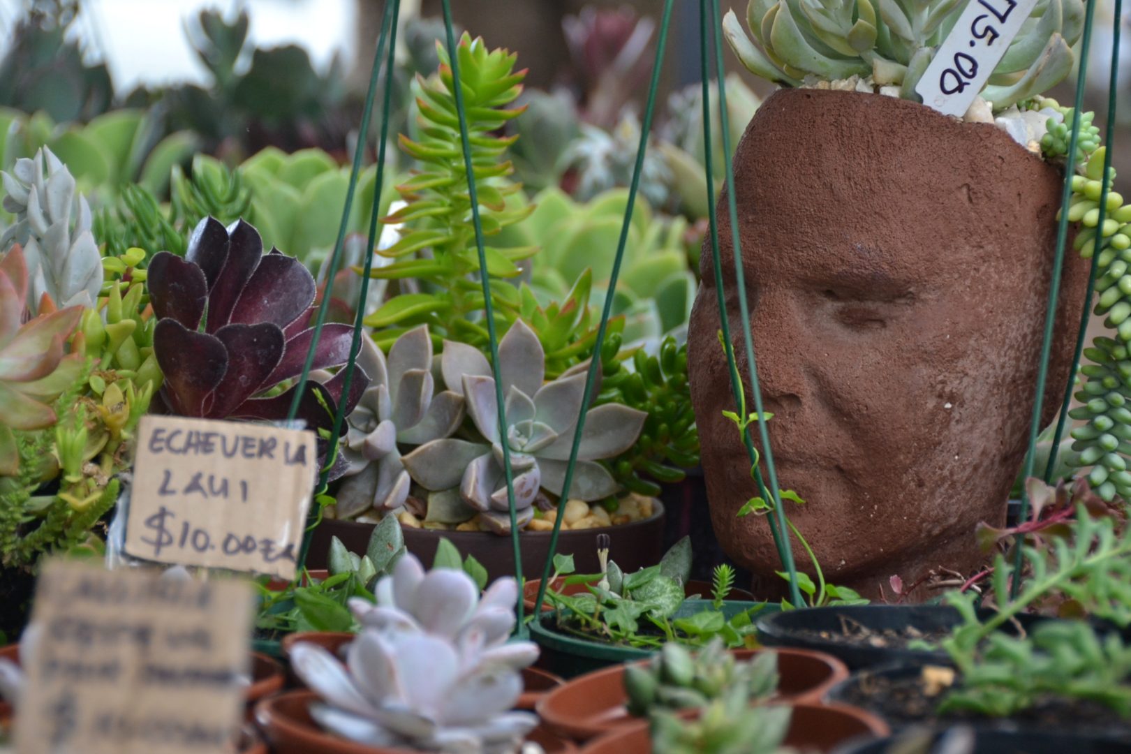 Bellingen Community Market (3rd Saturday of the Month)