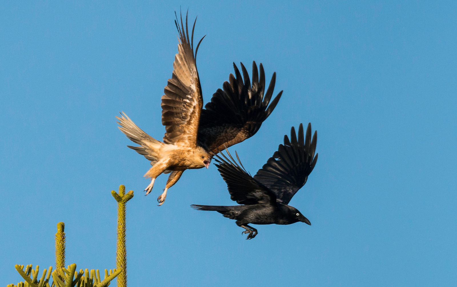 Teh Whistling Kite defends his family