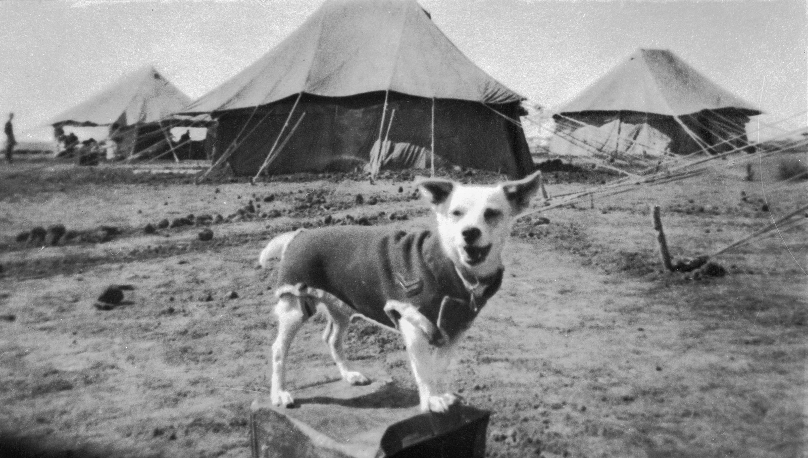 ANZAC dog