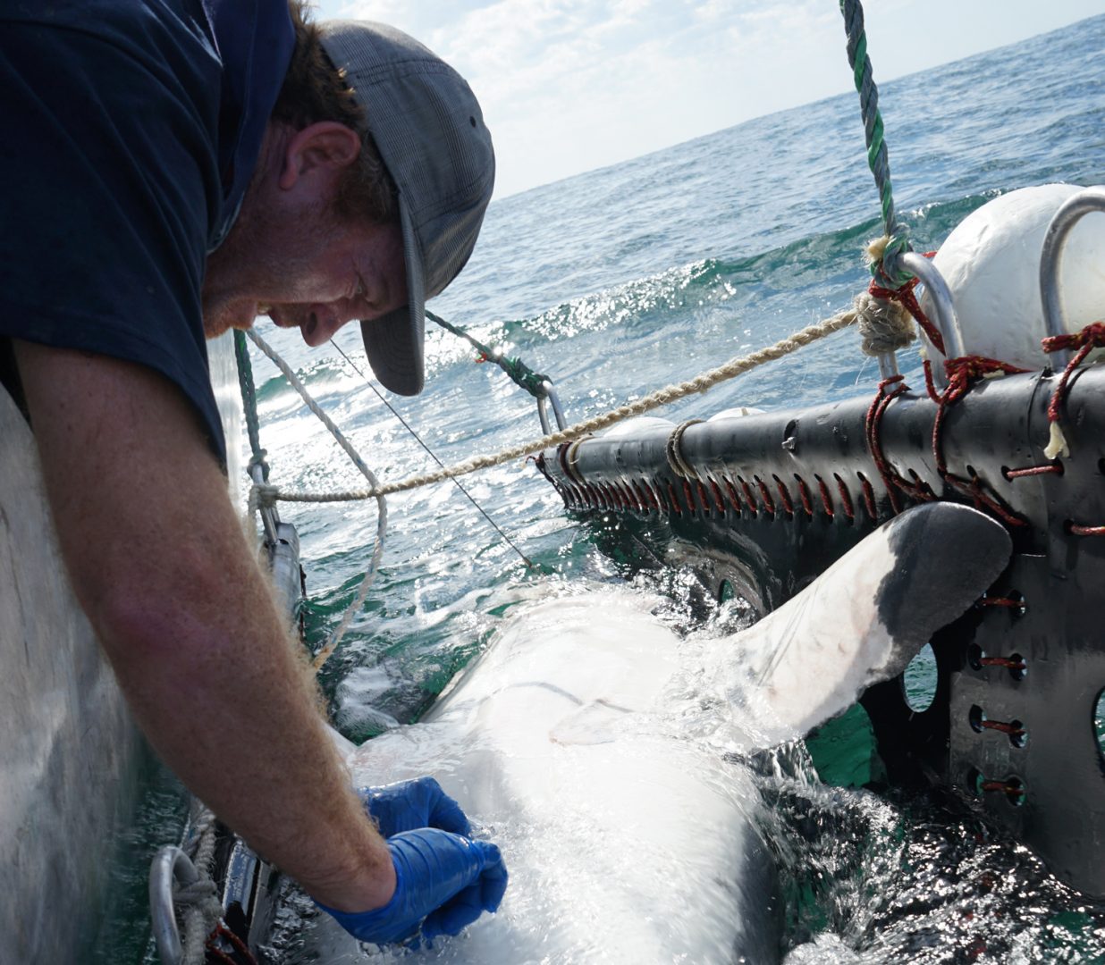 Paul tags a White Shark for tracking