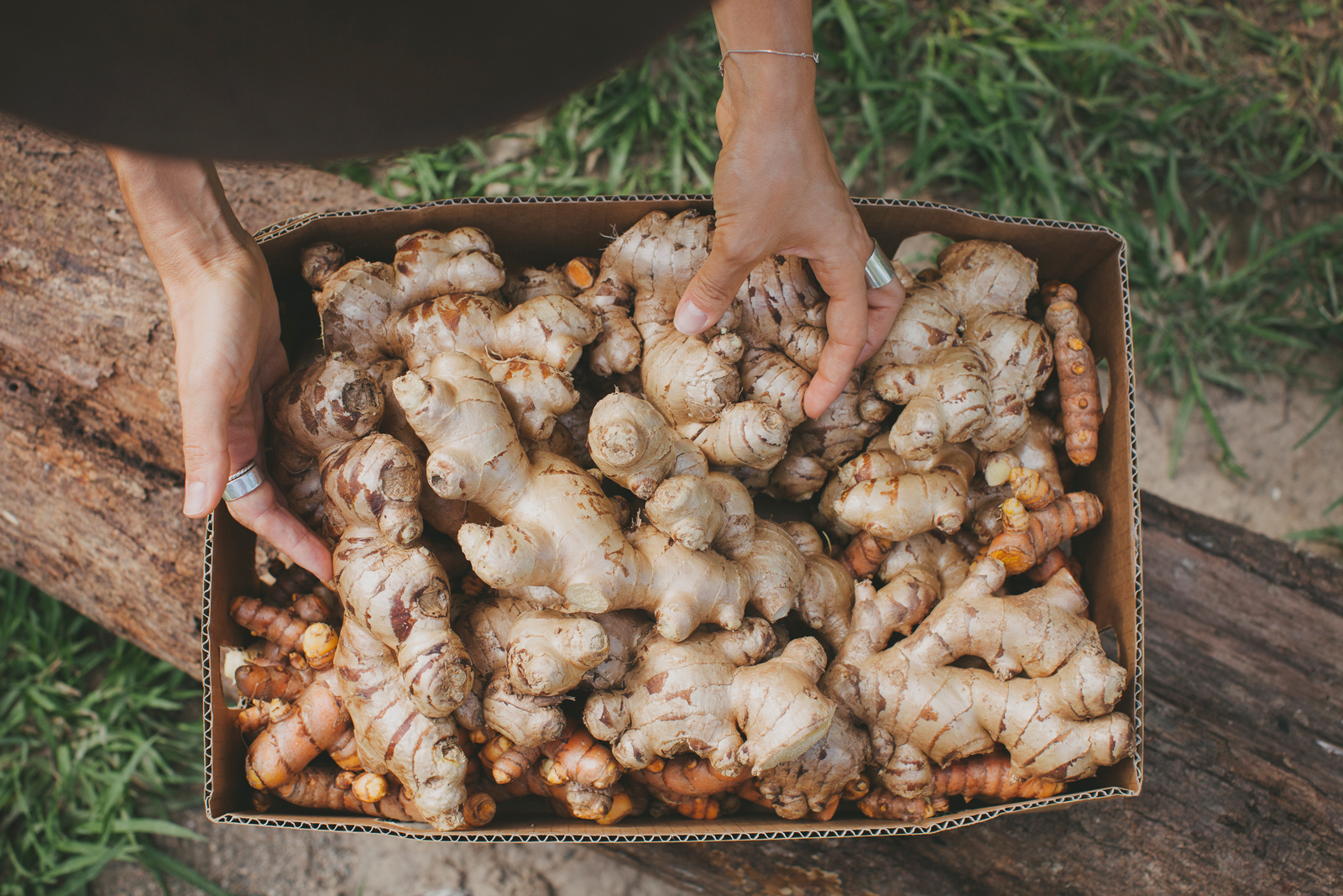 giner and tumeric the staple crops