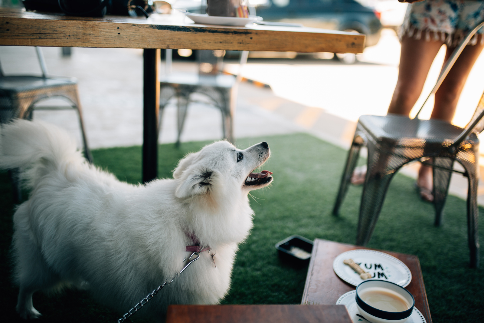 Happy doggy at Maggie's