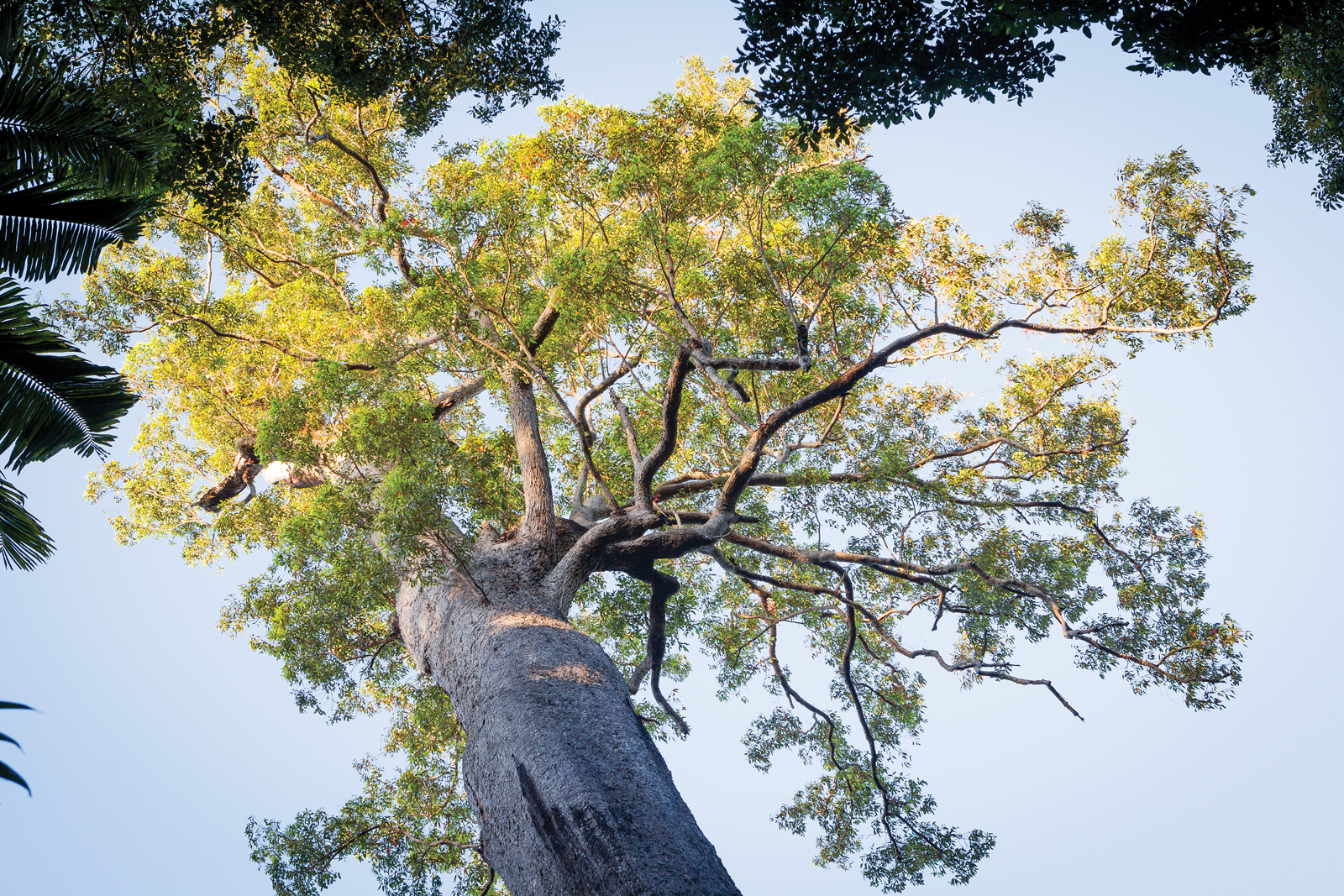 old bottlegum in Burrawang State Forest