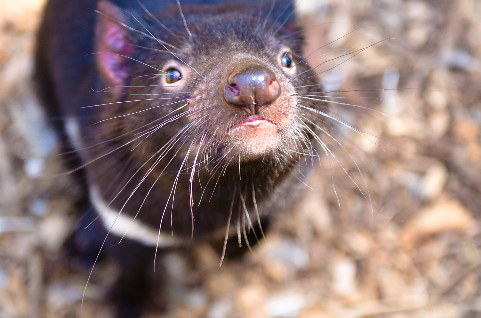 tasmanian devil