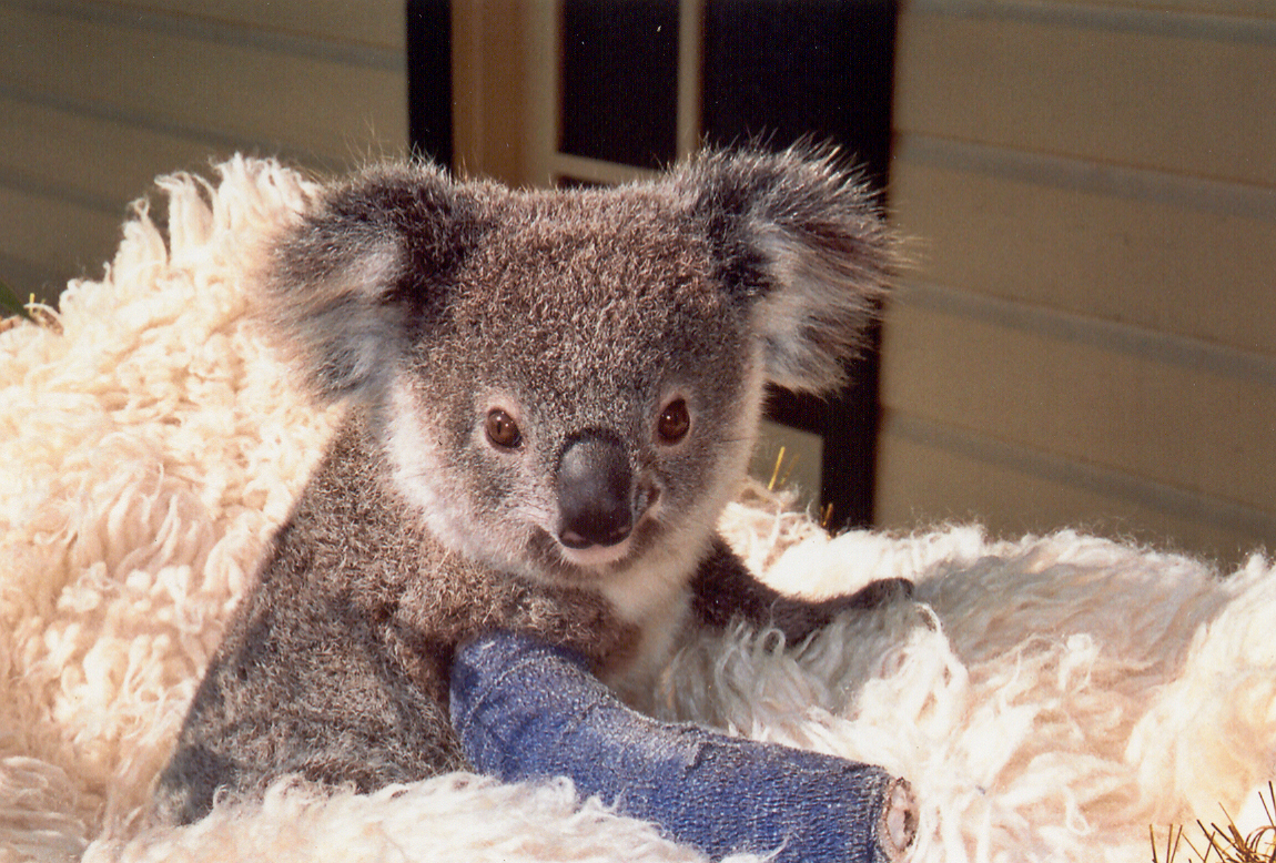 Koala with arm cast in Hospital